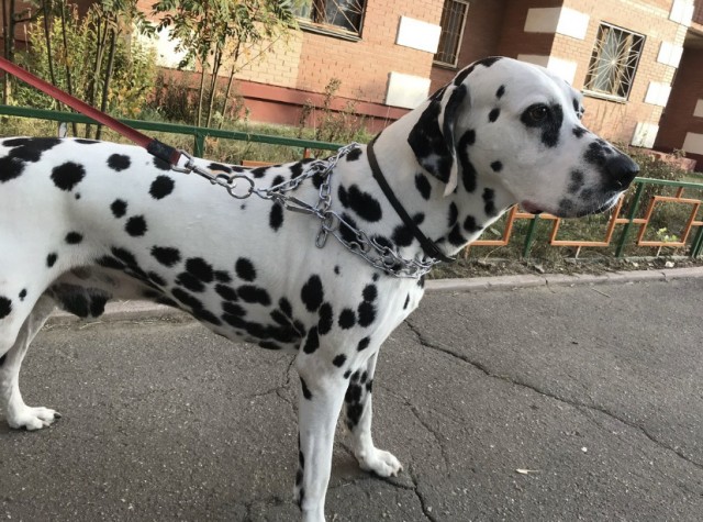 Собакочетверг