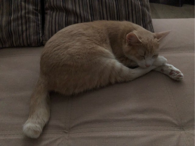 Ненужный кот