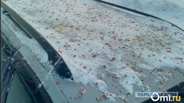 Свиристели, свиристели... пообедать прилетели!