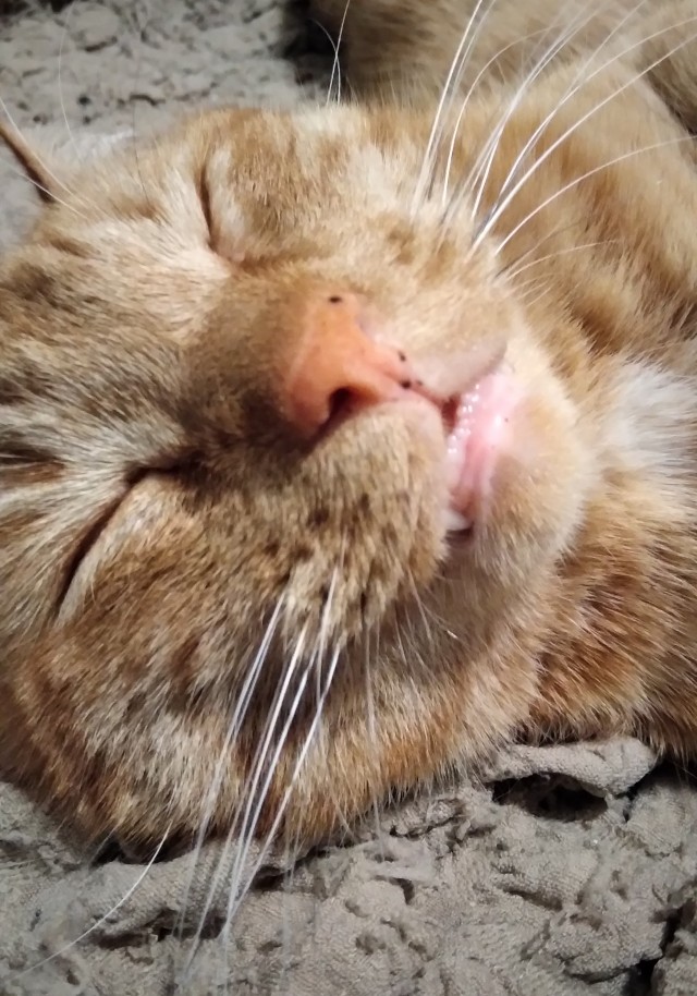 Котовторник