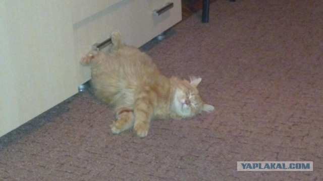 Котовторник 21.05.2013