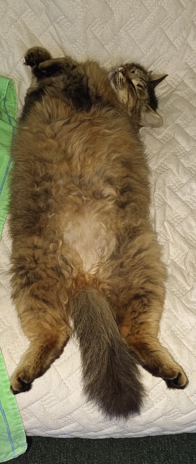 Котовторник!