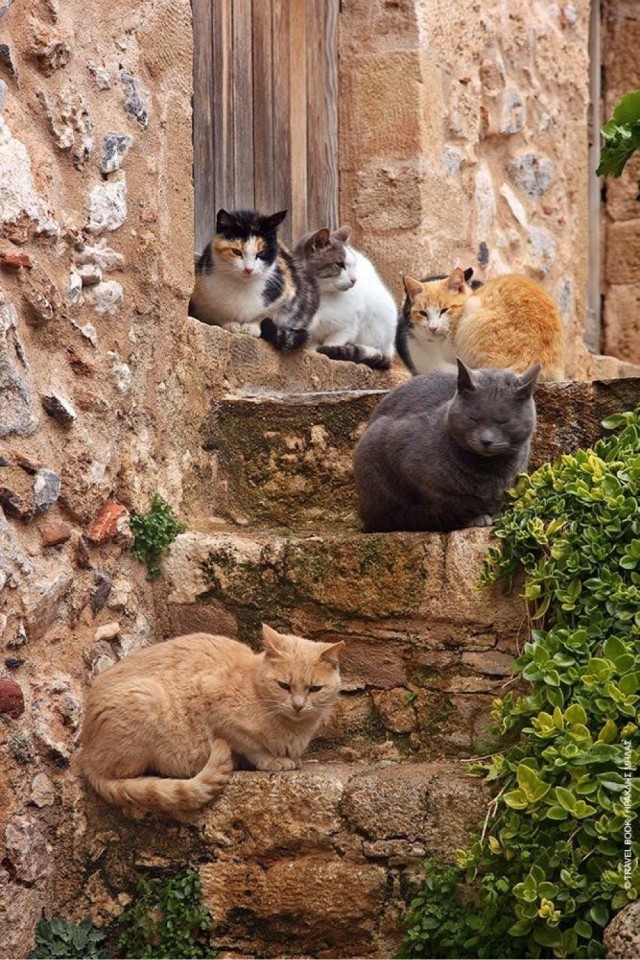 Котовтоник в картинках