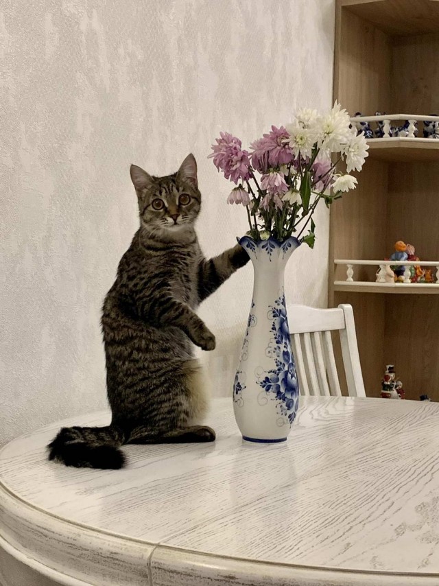 Котовтоник в картинках