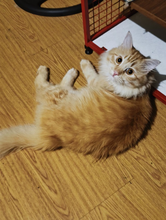 Котовторник, от мала до велика
