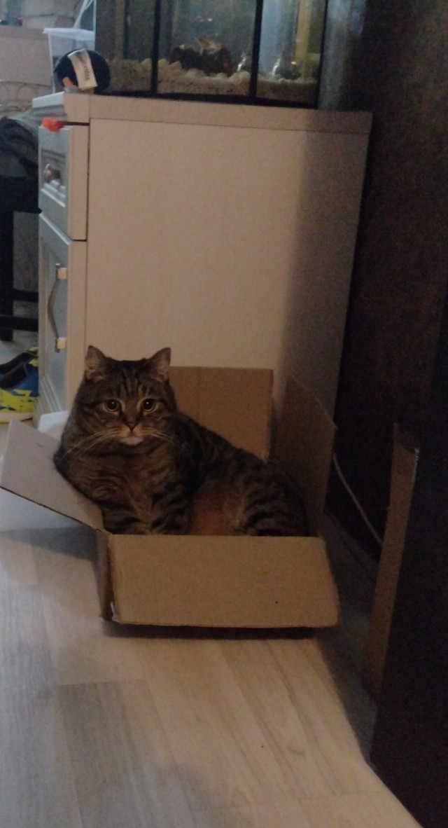 Коробочки наше фсё