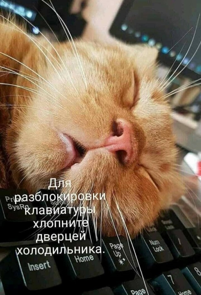 Как правильно позвать кота