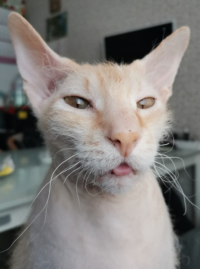Котовторник