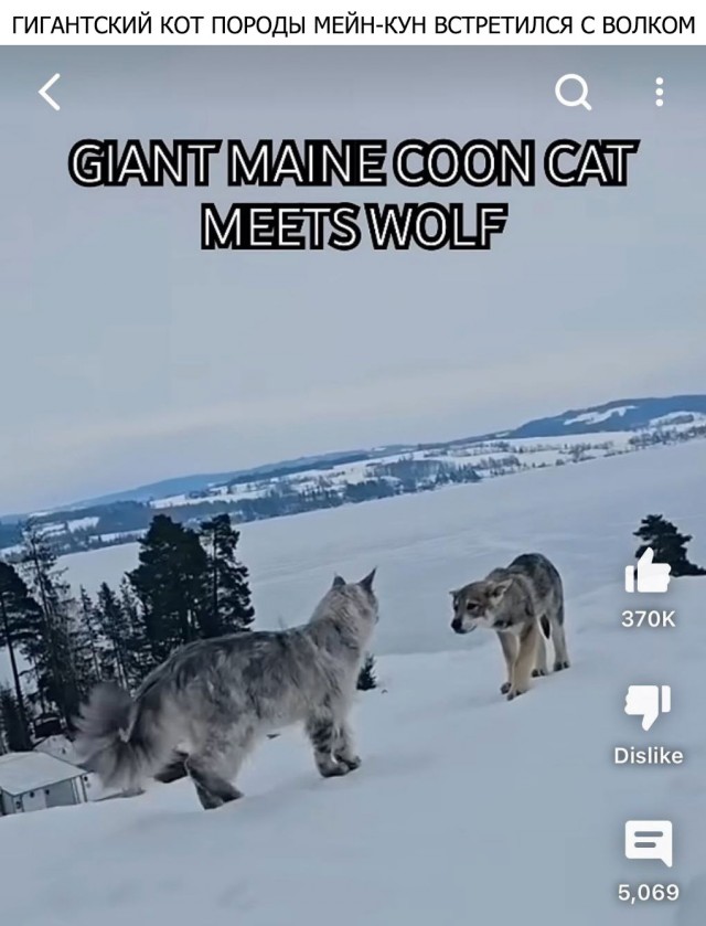 Вам всё равно никто не поверит: 30 фото удивительных случаев от пользователей Сети