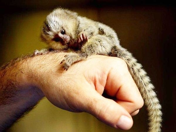 Это карликовая игрунка — самая маленькая обезьяна в мире.