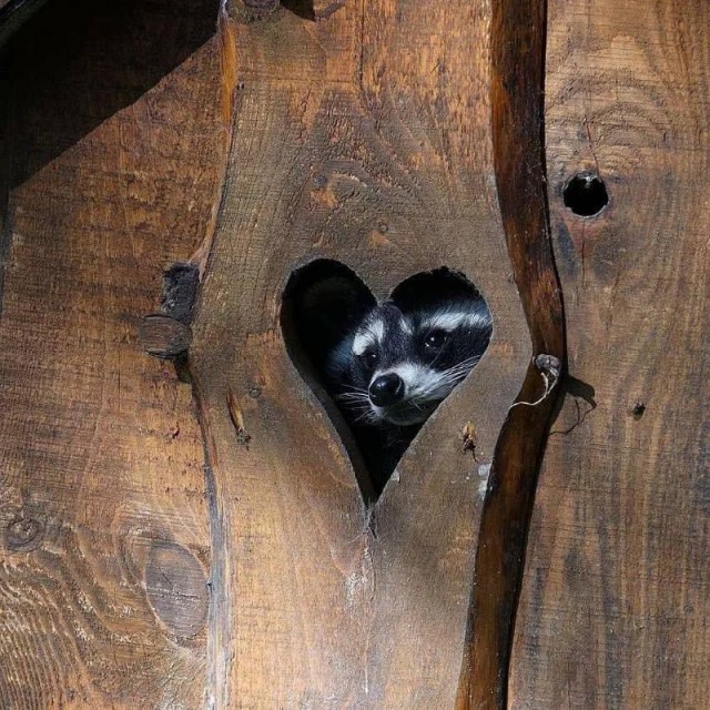 Картинки для деградации 21 (разной степени свежести)