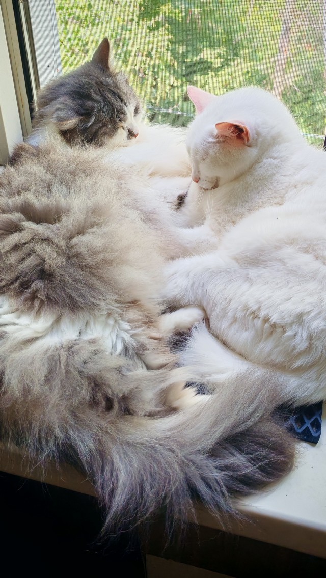 Котовторник