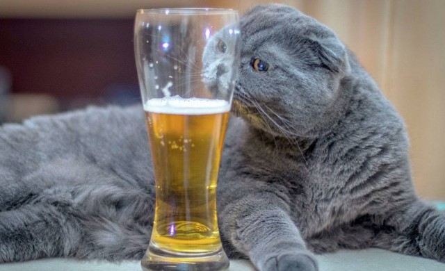 День ПИВОПИТИЯ празднуют сегодня — в этот праздник можно закупиться любимым пенным и наслаждаться весь день