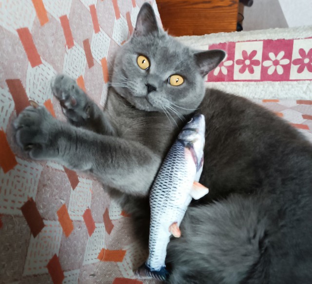 Котовторник 21.10.2025