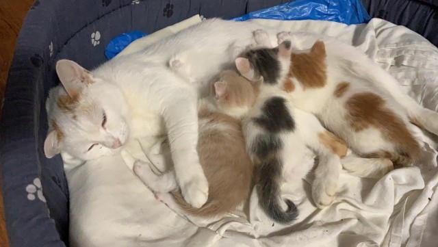 Кошки со своими котятами