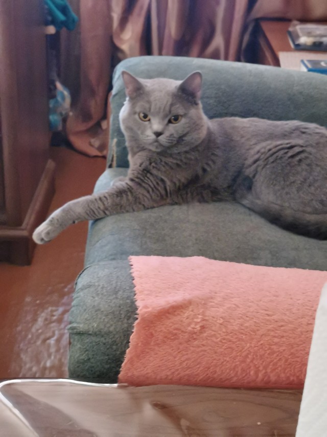 Котовторник же!