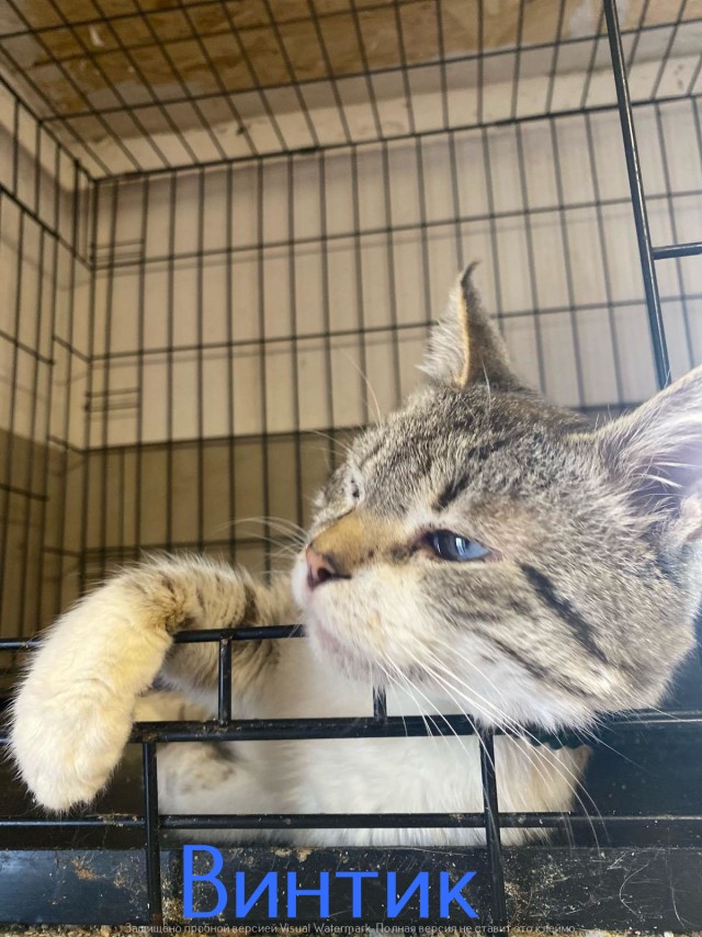 Жизнь домашнего приюта "Котоленд" 539