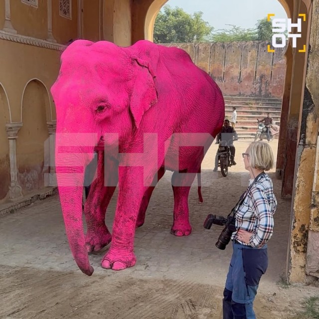 Россиянка покрасила слона в розовый цвет для фотосессии в Индии. Её обвиняют в жестоком обращении с животными