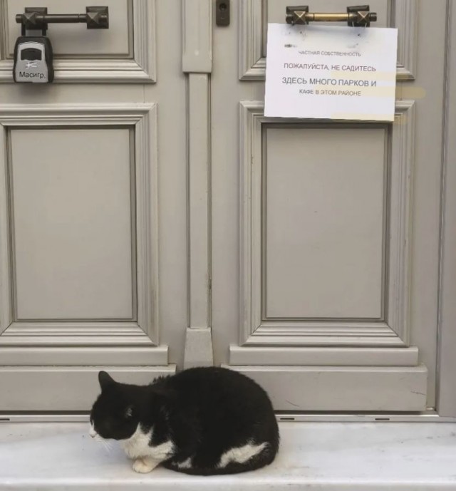 Уличные кошки в Афинах, Греция