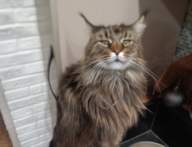 Китайская горная кошка