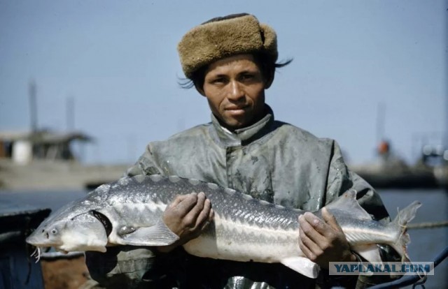 Были ли черная икра и крабы повседневной едой?