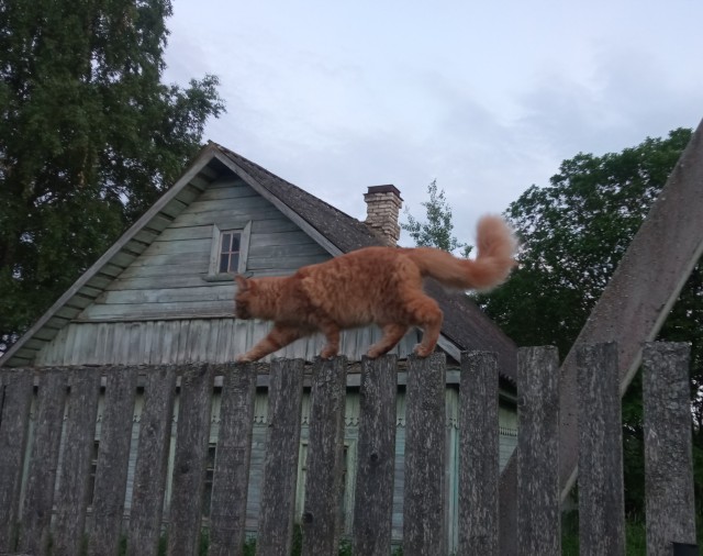 Котовторник сегодня