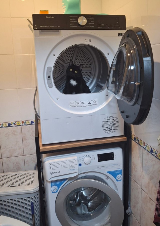 Котовторник и кошка