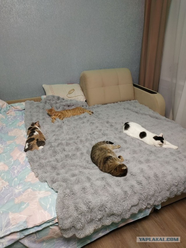 Котовторник