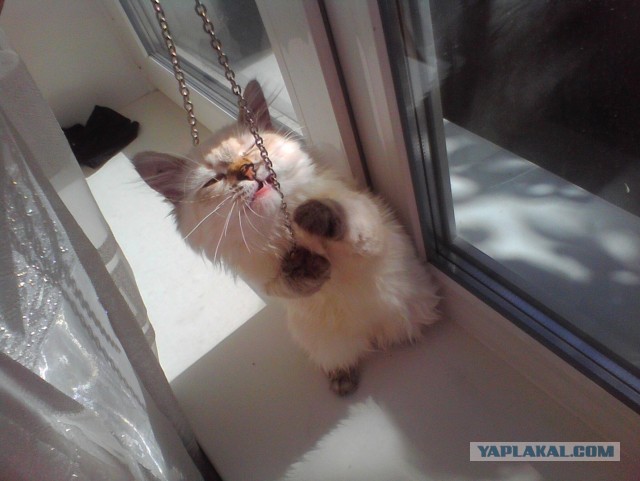 Котовторник 17.09.2013