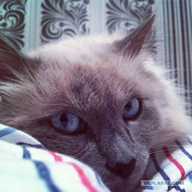 Кот барсик