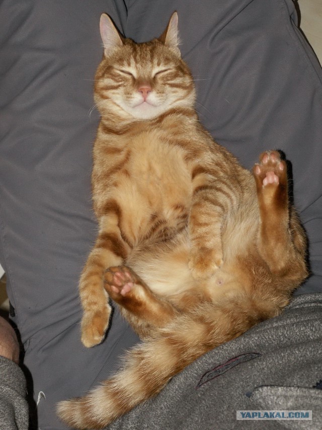 Котовторник  28.01.14