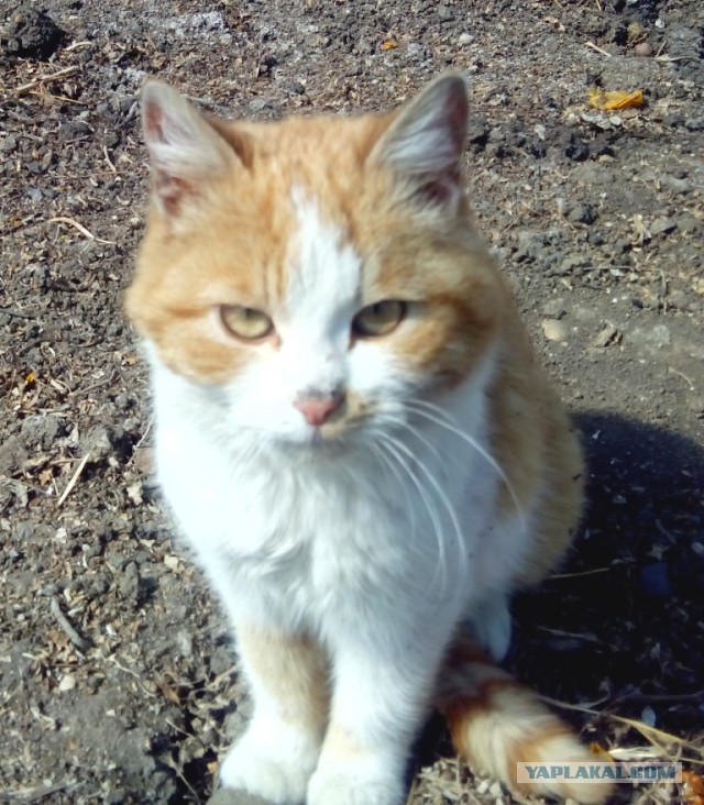 Котовторник 01.04.2014