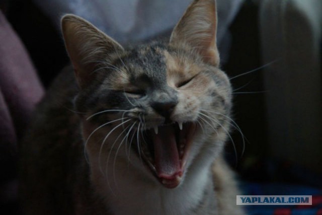 Котовторник  08.04.2014