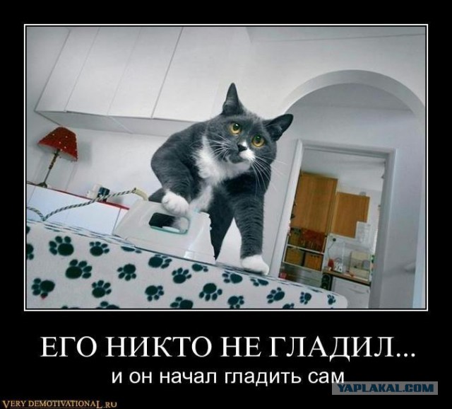 "Хозяин, ты бы за диваном прибрался что-ли..."