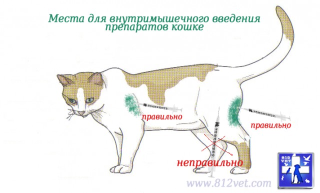 История про моего кота..