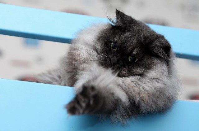 Котовторник 09.09.2014