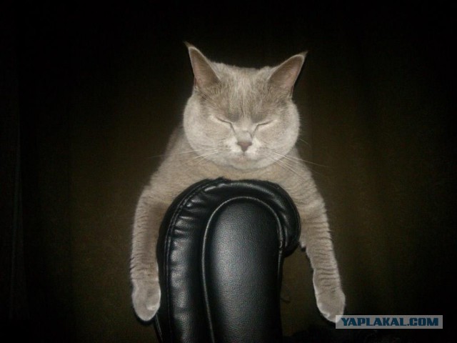 Котовторник 23.09.2014.