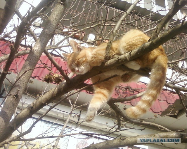 Котовторник 31.03.2015