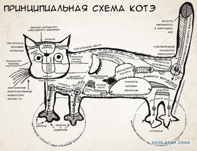 Инструкция: как правильно купать кота