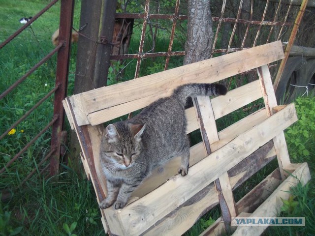 Жизнь домашнего приюта для котеек 62