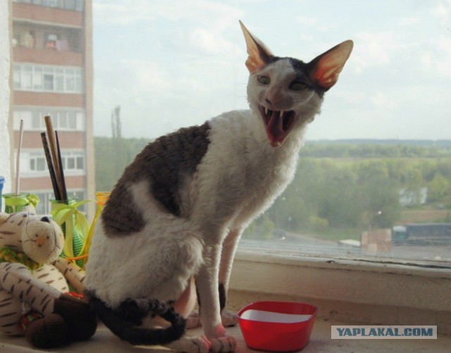 Известные котомемы.