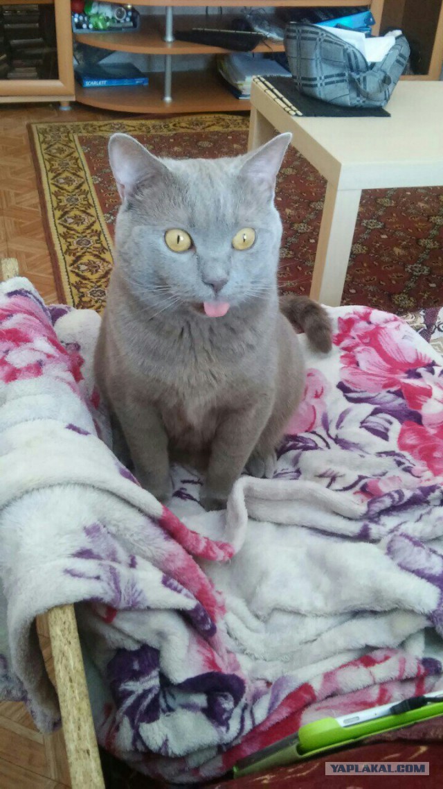 Котовторник 30,06, 2015