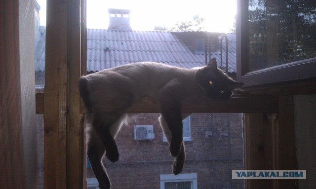 Котовторник 14.07.2015