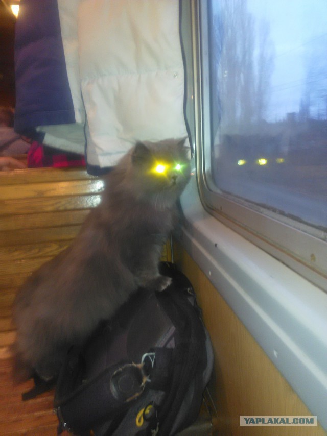 Котовторник 24.11.2015