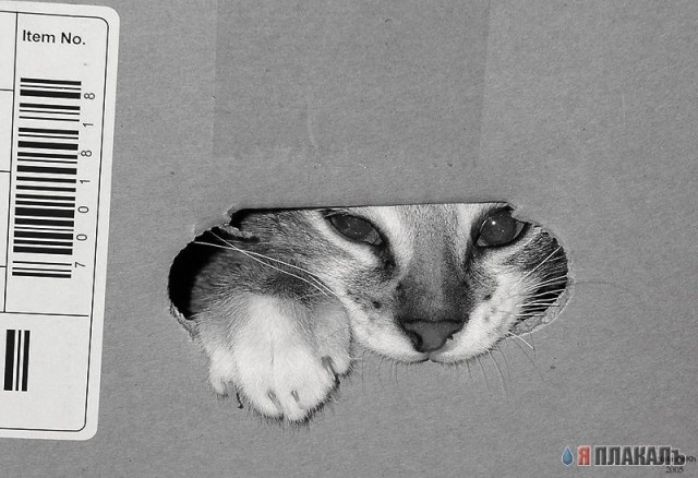 Коты, кошки, котята