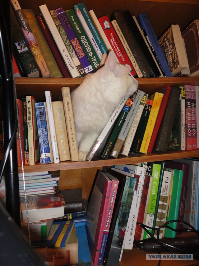 Котовторник 19.01.2016