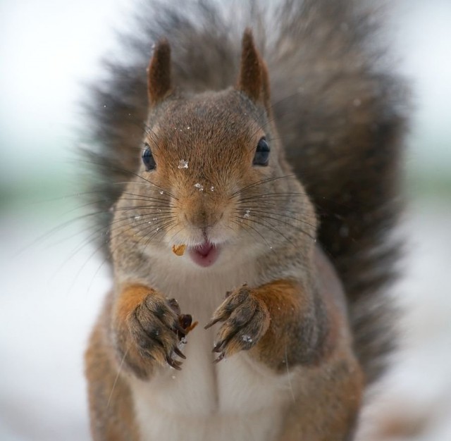 Скотинки - Животинки