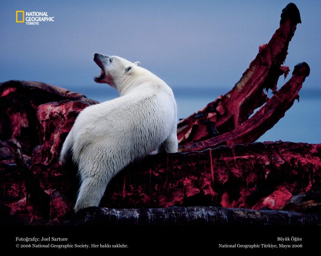 Лучшие фотографии National Geographic