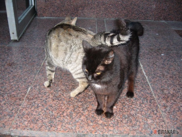 Котомет на вторник!
