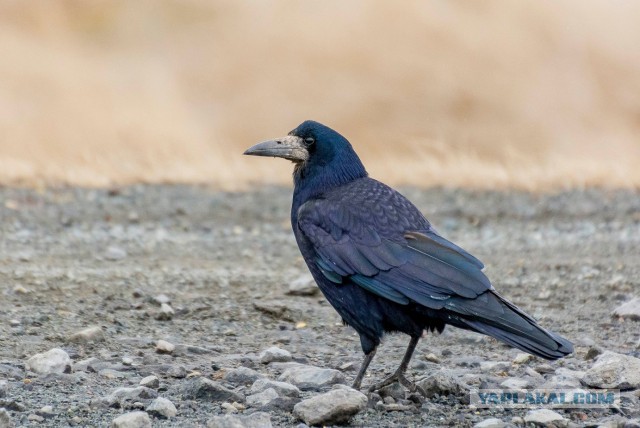 Каких птиц вы видите в городе?